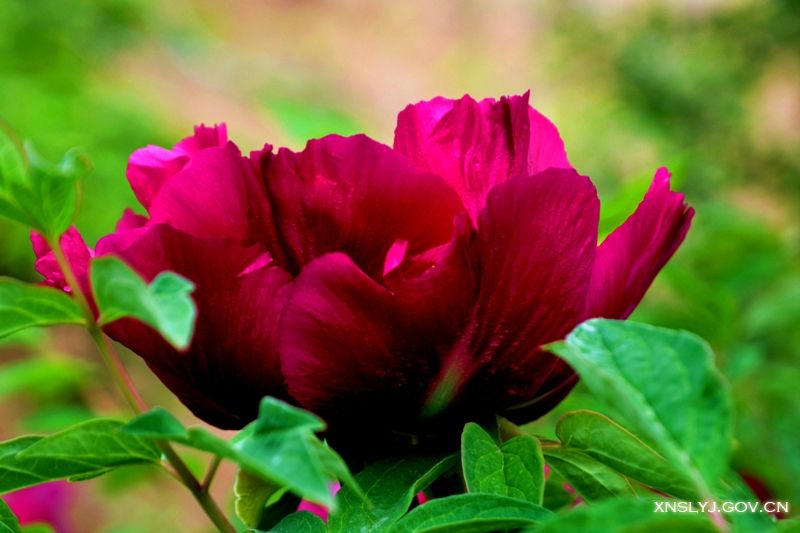 ĵ������